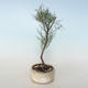 Outdoor bonsai - Tamaris parviflora Tamarisk 408-VB2019-26797 - 1/3