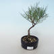 Outdoor bonsai - Tamaris parviflora Small-leaved Tamarisk 408-VB2019-26799 - 1/3