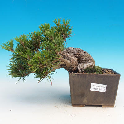 Pinus thunbergii - Pine thunbergova - 1