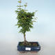 Outdoor bonsai - Acer palmatum SHISHIGASHIRA- Small-leaved Maple VB2020-671 - 1/3