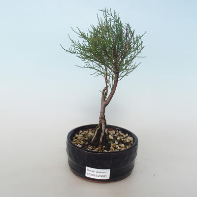 Outdoor bonsai - Tamaris parviflora Small-leaved Tamarisk 408-VB2019-26800 - 1