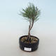 Outdoor bonsai - Tamaris parviflora Small-leaved Tamarisk 408-VB2019-26800 - 1/3