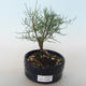 Outdoor bonsai - Tamaris parviflora Small-leaved Tamarisk 408-VB2019-26801 - 1/3