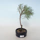 Outdoor bonsai - Tamaris parviflora Small-leaved Tamarisk 408-VB2019-26802 - 1/3