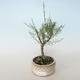 Outdoor bonsai - Tamaris parviflora Small-leaved Tamarisk 408-VB2019-26803 - 1/3