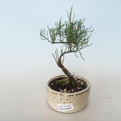 Outdoor bonsai - Tamaris parviflora Small-leaved Tamarisk 408-VB2019-26805 - 1