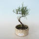 Outdoor bonsai - Tamaris parviflora Small-leaved Tamarisk 408-VB2019-26805 - 1/3