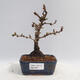 Outdoor bonsai - Berberis thunbergii Kobold - Barberry - 1/2