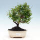 Room bonsai-PUNICA granatum nana-Pomegranate - 1/6