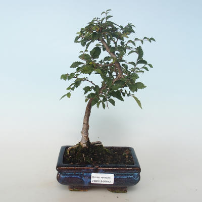 Outdoor bonsai-Ulmus parvifolia-Small leaf elm 408-VB2019-26812