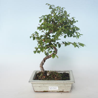 Outdoor bonsai-Ulmus parvifolia-Small leaf elm 408-VB2019-26817