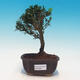 Room bonsai - Buxus harlandii - 1/5