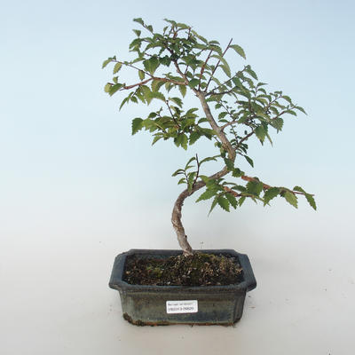 Outdoor bonsai-Ulmus parvifolia-Small leaf elm 408-VB2019-26820