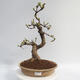 Outdoor bonsai - Pseudocydonia sinensis - Chinese quince - 1/5