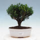 Indoor bonsai - Buxus harlandii - Cork boxwood - 1/3