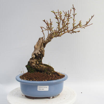 Outdoor bonsai - Forsythia - Forsythia intermedia Week End - 1