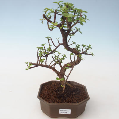 Indoor bonsai - Portulakaria Afra - Thicket PB2191686 - 1