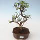 Indoor bonsai - Portulakaria Afra - Thicket PB2191686 - 1/2