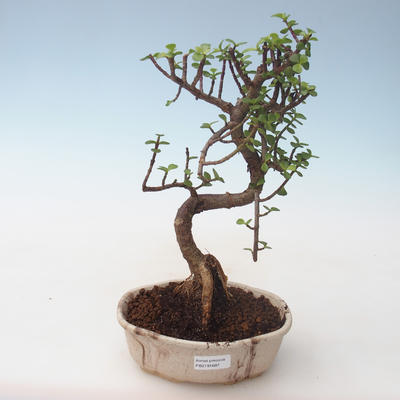 Indoor bonsai - Portulakaria Afra - Thicket PB2191687 - 1