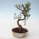 Indoor bonsai - Portulakaria Afra - Thicket PB2191687 - 1/2