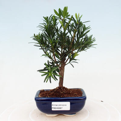 Room bonsai - Podocarpus - Stone thousand - 1