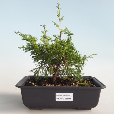 Outdoor bonsai - Juniperus chinensis Itoigava-Chinese juniper VB2019-26890 - 1
