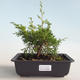 Outdoor bonsai - Juniperus chinensis Itoigava-Chinese juniper VB2019-26890 - 1/3