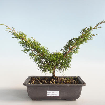 Outdoor bonsai - Juniperus chinensis Itoigava-Chinese juniper VB2019-26893 - 1