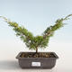 Outdoor bonsai - Juniperus chinensis Itoigava-Chinese juniper VB2019-26893 - 1/3