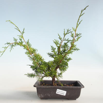 Outdoor bonsai - Juniperus chinensis Itoigava-Chinese juniper VB2019-26896 - 1