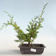 Outdoor bonsai - Juniperus chinensis Itoigava-Chinese juniper VB2019-26896 - 1/3