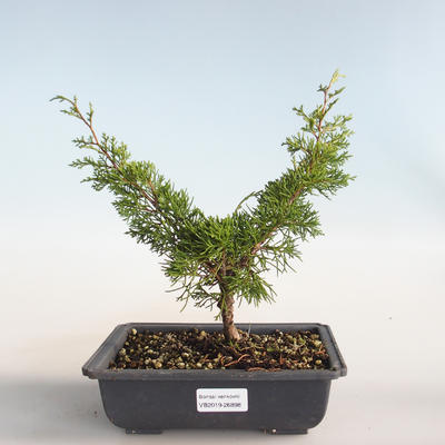 Outdoor bonsai - Juniperus chinensis Itoigava-Chinese juniper VB2019-26898 - 1