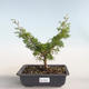 Outdoor bonsai - Juniperus chinensis Itoigava-Chinese juniper VB2019-26898 - 1/3