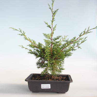 Outdoor bonsai - Juniperus chinensis Itoigava-Chinese juniper VB2019-26899 - 1