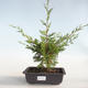 Outdoor bonsai - Juniperus chinensis Itoigava-Chinese juniper VB2019-26899 - 1/3