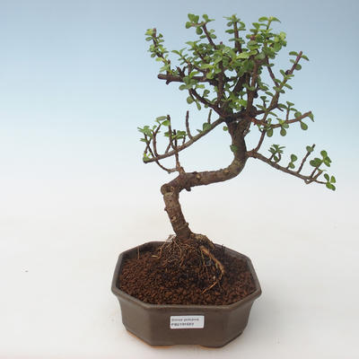 Indoor bonsai - Portulakaria Afra - Thicket PB2191689 - 1