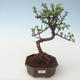 Indoor bonsai - Portulakaria Afra - Thicket PB2191689 - 1/2
