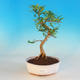 Room bonsai - Zantoxylum piperitum - Pepřovník - 1/4