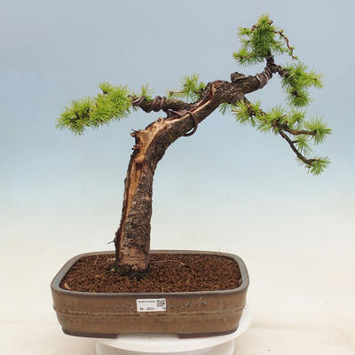 Outdoor bonsai - Larix decidua - Deciduous larch - 1