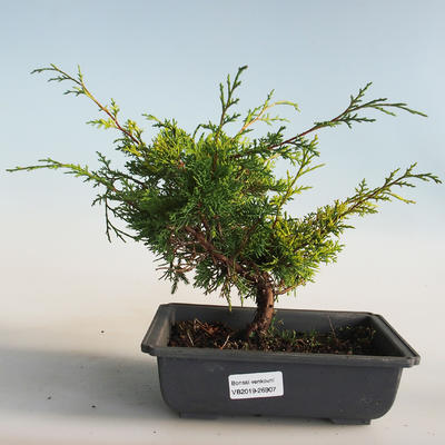 Outdoor bonsai - Juniperus chinensis Itoigava-Chinese juniper VB2019-26907 - 1