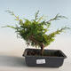 Outdoor bonsai - Juniperus chinensis Itoigava-Chinese juniper VB2019-26907 - 1/3