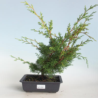Outdoor bonsai - Juniperus chinensis Itoigava-Chinese juniper VB2019-26913 - 1