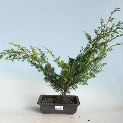 Outdoor bonsai - Juniperus chinensis Itoigava-Chinese juniper VB2019-26914 - 1