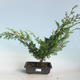 Outdoor bonsai - Juniperus chinensis Itoigava-Chinese juniper VB2019-26914 - 1/3