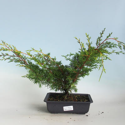Outdoor bonsai - Juniperus chinensis Itoigava-Chinese juniper VB2019-26918 - 1