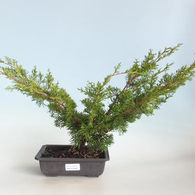 Outdoor bonsai - Juniperus chinensis Itoigava-Chinese juniper VB2019-26922 - 1