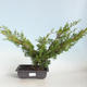 Outdoor bonsai - Juniperus chinensis Itoigava-Chinese juniper VB2019-26922 - 1/3