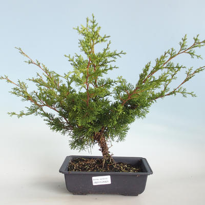 Outdoor bonsai - Juniperus chinensis Itoigava-Chinese juniper VB2019-26923 - 1