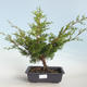 Outdoor bonsai - Juniperus chinensis Itoigava-Chinese juniper VB2019-26923 - 1/3