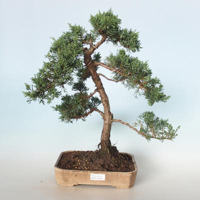 Outdoor bonsai - Juniperus chinensis - Chinese juniper VB-26925